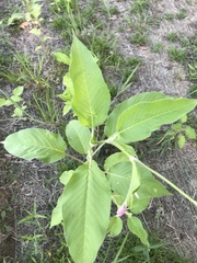 Persicaria orientalis