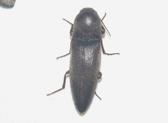 Diplostethus opacicollis