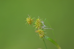 Carex cryptolepis