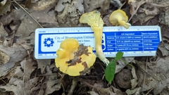 Cantharellus flavus