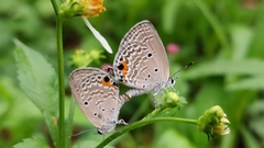 Luthrodes pandava