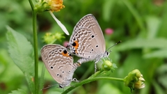 Luthrodes pandava