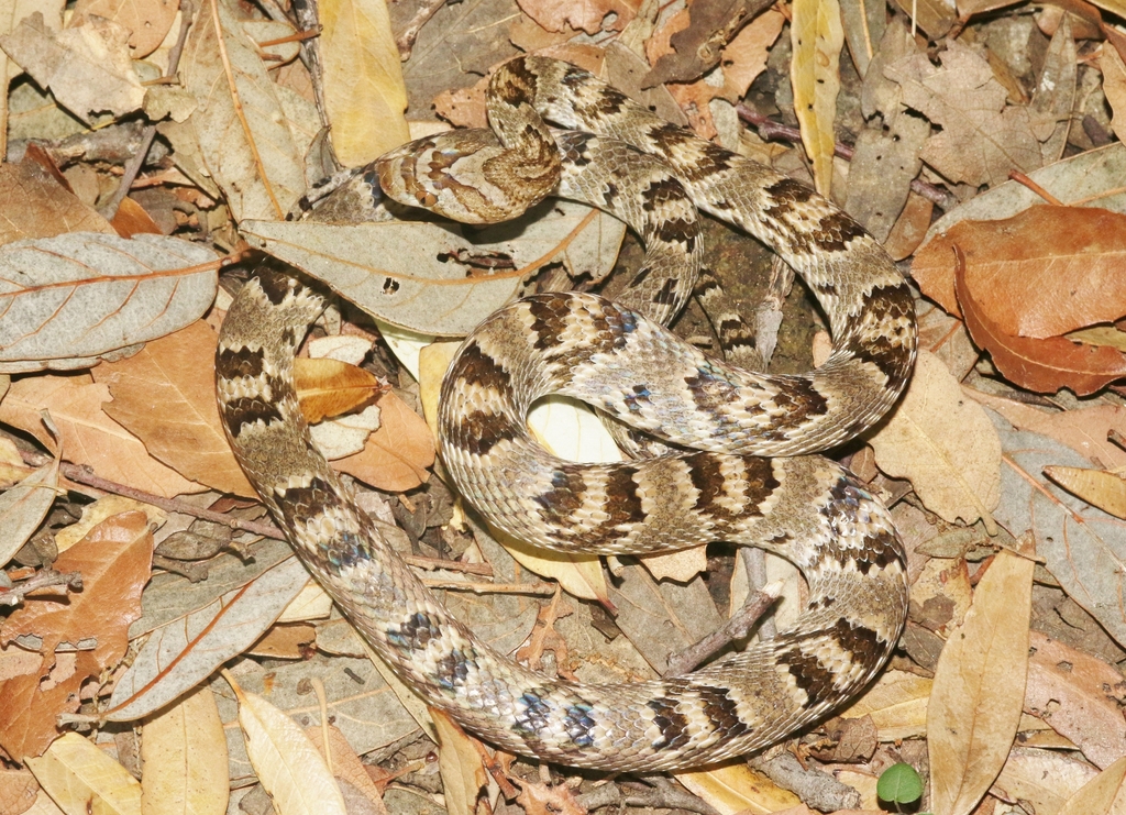 Serpiente Lira Sonorense (Guía de Anfibios y Reptiles de Álamos, Sonora ...