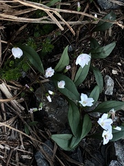 Claytonia multiscapa pacifica