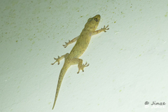 Hemidactylus