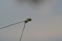 Carex cryptolepis