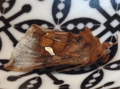 Autographa metallica