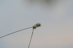 Carex cryptolepis