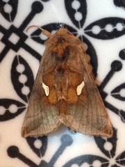 Autographa metallica
