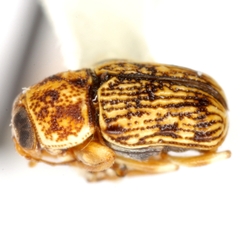 Pachybrachis pectoralis