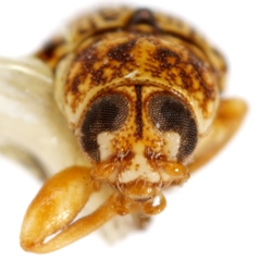 Pachybrachis pectoralis