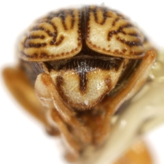 Pachybrachis pectoralis