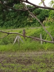 Prinia hodgsonii