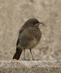 Phoenicurus ochruros