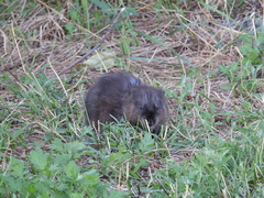 Ondatra zibethicus