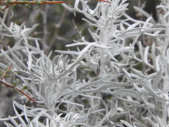 Senecio viravira