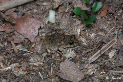 Fejervarya multistriata