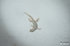 Hemidactylus frenatus