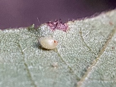 Caryomyia eumaris