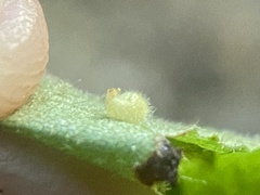 Caryomyia eumaris