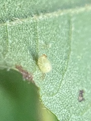 Caryomyia eumaris