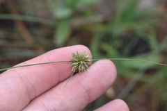 Cyperus filiculmis