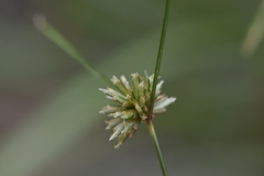 Cyperus filiculmis