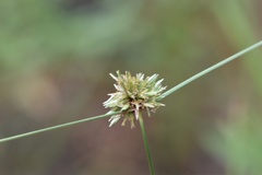 Cyperus filiculmis