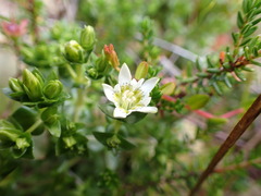 Gentiana douglasiana