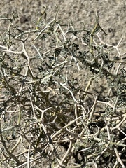 Psorothamnus polydenius