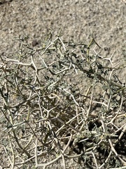 Psorothamnus polydenius