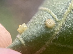 Caryomyia flaticrustum