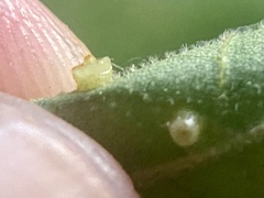 Caryomyia flaticrustum