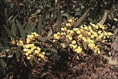 Daviesia laxiflora