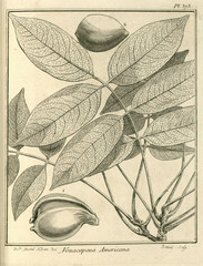 Partridgewood