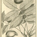 Vouacapoua americana - Photo 
Jean-Baptiste-Christophe FUSÉE-AUBLET (1720-1778), לא ידועות מגבלות של זכויות יוצרים  (נחלת הכלל)