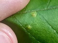 Caryomyia flaticrustum