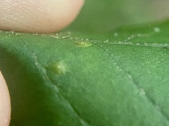 Caryomyia flaticrustum