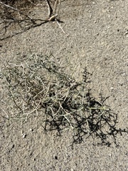 Psorothamnus polydenius