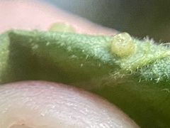 Caryomyia flaticrustum