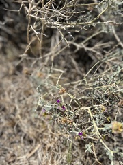 Psorothamnus polydenius