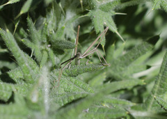 Tetanorhynchini