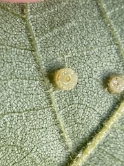 Caryomyia flaticrustum