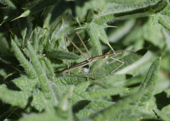 Tetanorhynchini