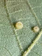 Caryomyia flaticrustum