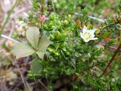 Gentiana douglasiana