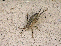 Ateloplus