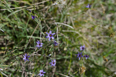 Sisyrinchium platense