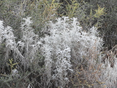 Senecio viravira