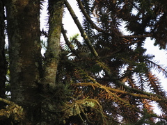 Hypoedaleus guttatus